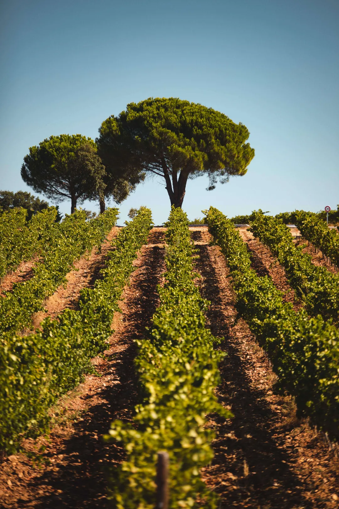 Lines of Grape Vines at the Apres Provence Vineyard